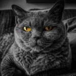 Los poderes mágicos de los gatos